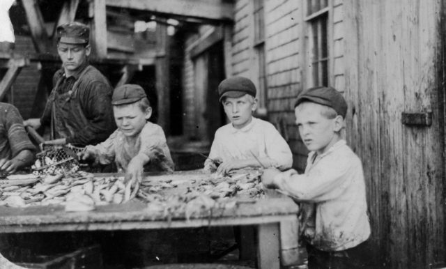 three-young-cutters-who-work-in-seacoast-canning-co