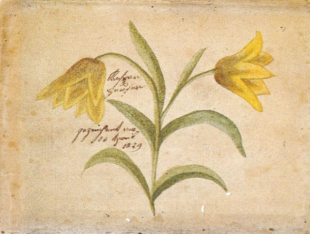 Flower, painted by Caspar