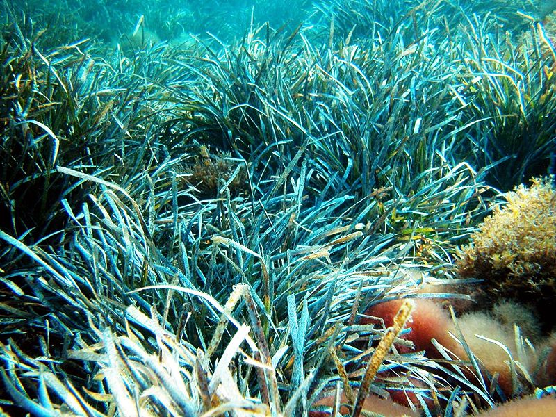  Posidonia oceanica, a seagrass that lives in meadows along the Mediterranean coast. Photo Credit