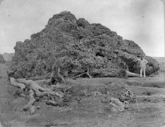 Coral block (c. 1885) thrown onto the shore of Java after the eruption. Photo Credit