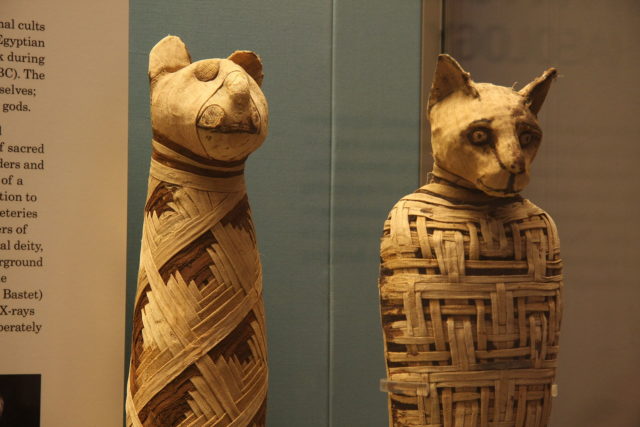 Egyptian mummies of animals in the British Museum.