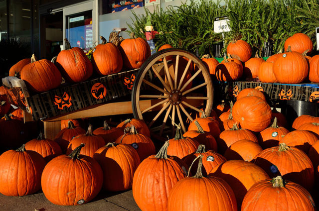 Halloween pumpkins for carving