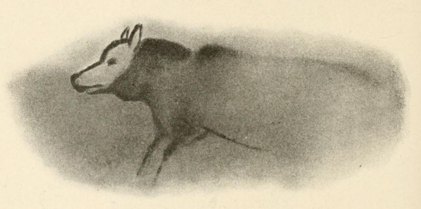 Watercolor tracing made by archaeologist Henri Breuil from a cave painting of a wolf-like canid, Font-de-Gaume, France dated 19,000 years ago.