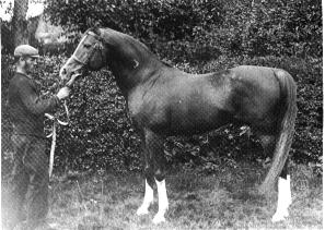 Mesaoud, one of the foundation sires of the Crabbet Arabian Stud, bred in Egypt by Ali Pasha Sherif, imported to England by the Blunts in 1891