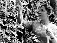 Photograph of a woman harvesting spaghetti in the BBC programme