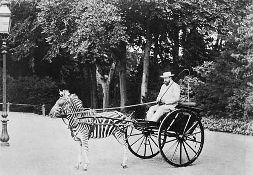 Carriage drawn by a zebra driven by Lord Lionel Walter Rothschild, founder of the Natural History Museum at Tring, now part of the Natural History Museum, London.