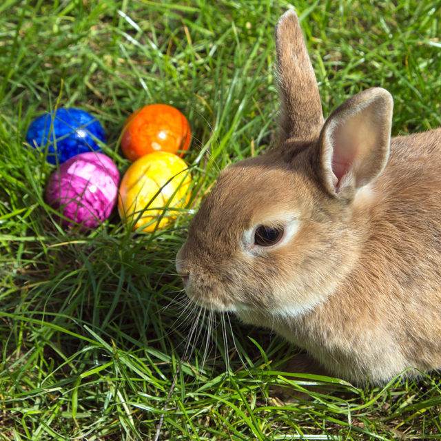 A bunny and eggs. Photo Credit