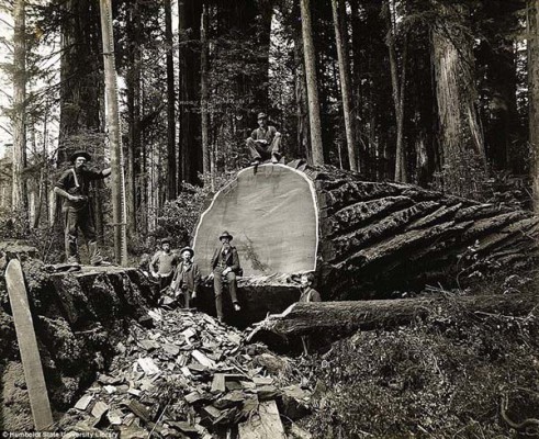  Redwood National and State Parks during the 1915 era 
