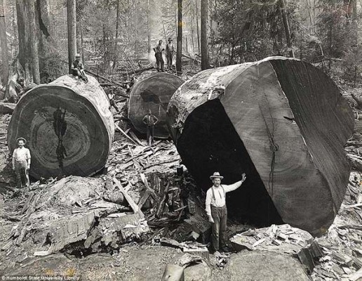 Lumberjacks seen working on the giant redwoods