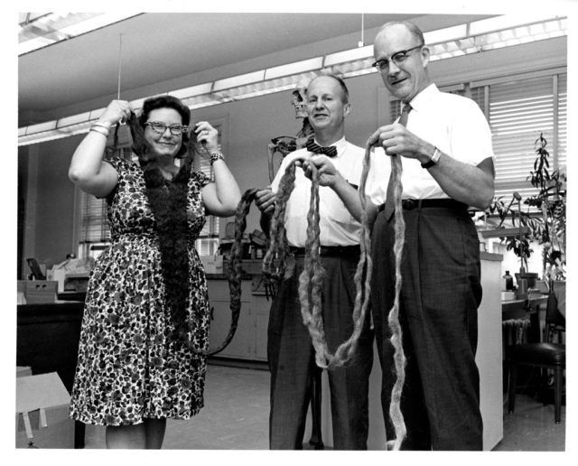 National Museum of Natural History physical anthropologists Lucille St. Hoyme (1924-2001), J. Lawrence Angel (1915-1986), and Thomas Dale Stewart (1901-1997) hold a seventeen and one half foot long beard found in a North Dakota attic