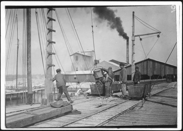 Unloading oysters on the dock. Alabama Canning Co. Bayou La Batre, Ala, February 1911 Photo Credit