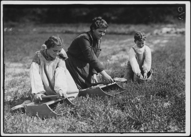 Teixiera family. Mary 11 years old; Manuel, 10 yrs. Mother and these two children pick 40 measures a day at 7 cents a measure, September 1911 Photo Credit