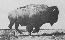 American bison galloping, photos by Eadweard Muybridge, first published in 1887 in Animal Locomotion