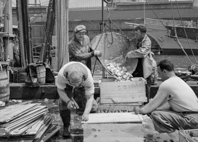 Fulton fish market dock stevedores unloading and weighing fish in the early morning Photo Credit