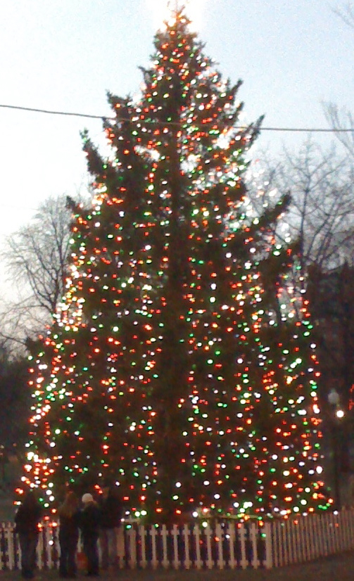 Xmas tree. On the Boston Common, Massachusetts. Photo Credit