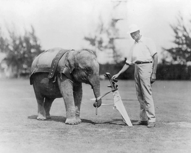 A young trained elephant used as a caddy on a Florida golf course in 1922