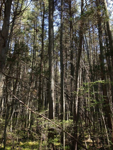 A dense Atlantic White Cedar swamp in the New Jersey Pine Barrens. https://en.wikipedia.org/wiki/Pine_Barrens_(New_Jersey)#/media/File:2013-05-10_11_04_57_A_dense_Atlantic_White_Cedar_swamp_along_the_Mount_Misery_Trail_in_Brendan_T_Byrne_State_Forest_in_New_Jersey.jpg