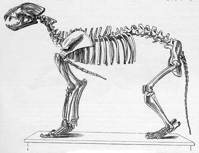 Skeletal diagram of Eurasian cave lion