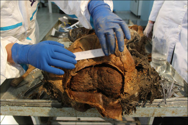 The world woolly mammoth’s brain autopsy Photo Credit