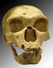 Homo neanderthalensis Photo Credit