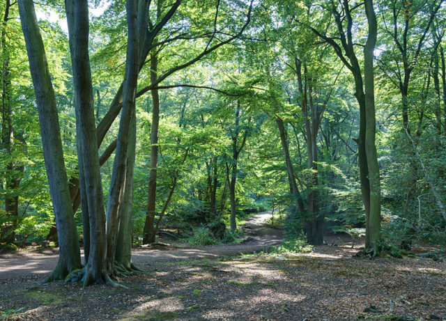  Epping Forest Photo Credit 
