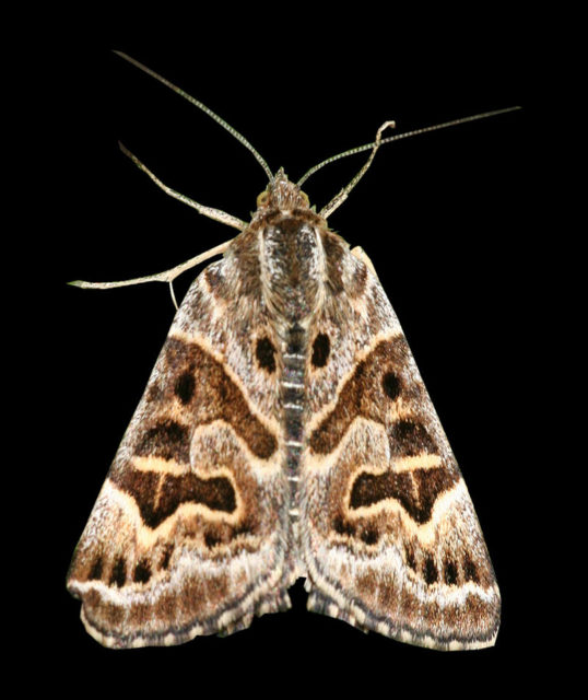 Mother Shipton moth. Photo credit