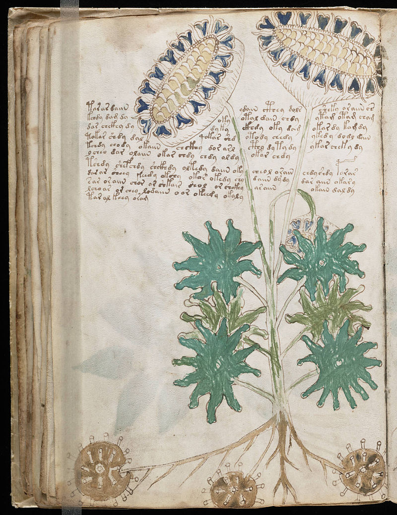 Page 66, f33v, has been interpreted to represent a sunflower