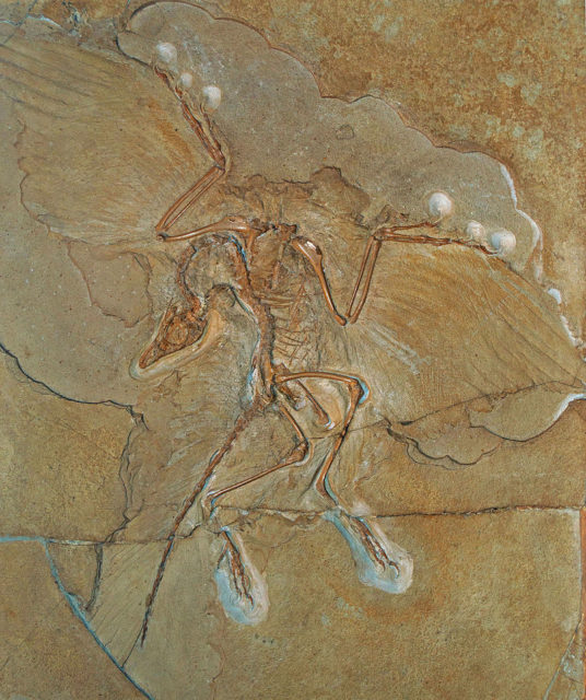 The iconic Berlin Archaeopteryx specimen (A. Siemensii). Photo by Emily Willoughby, CC BY-SA 4.0