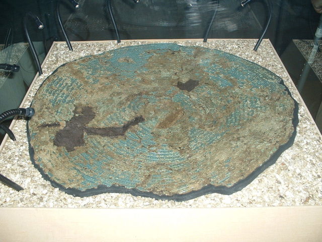 Yetholm-type shield from South Cadbury, displayed at the Museum of Somerset, Taunton. Photo Credit