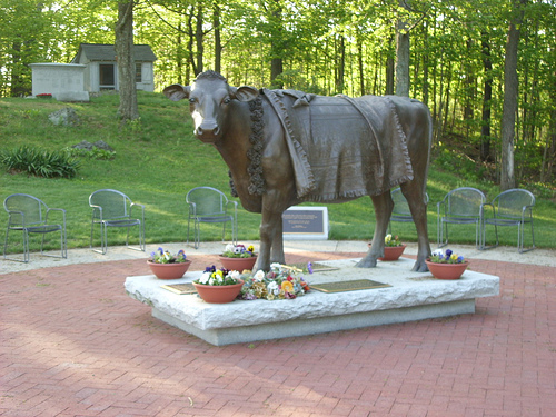 The statue of Emily, the Cow on her grave. Photo Credit