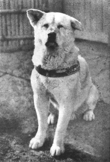 Hachiko in his later years.