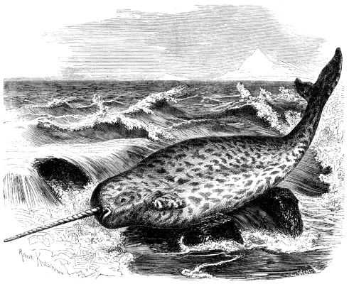 Image of narwhal from Brehms Tierleben (1864–1869)