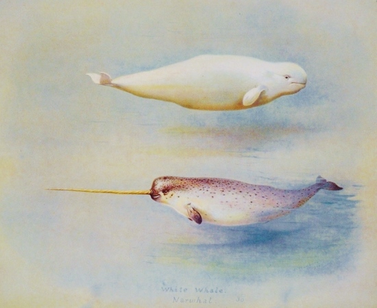 Illustration of a narwhal and a beluga, its closest living relative