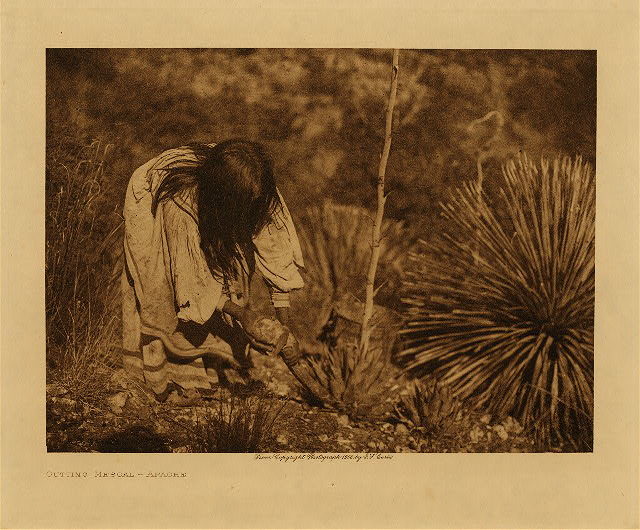Cutting mescal – Apache Photo Credit