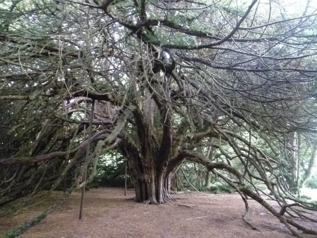 The Ormiston Yew in East Lothian. Photo Credit