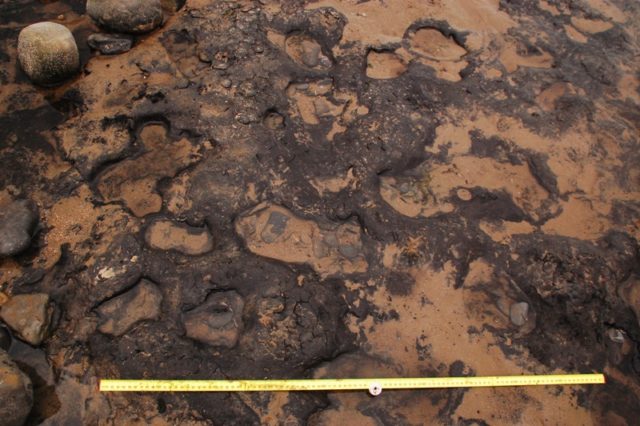 Rare prehistoric footprints Photo Credit
