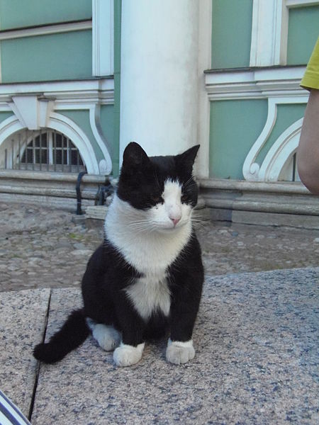 One of the Hermitage cats. Photo Credit