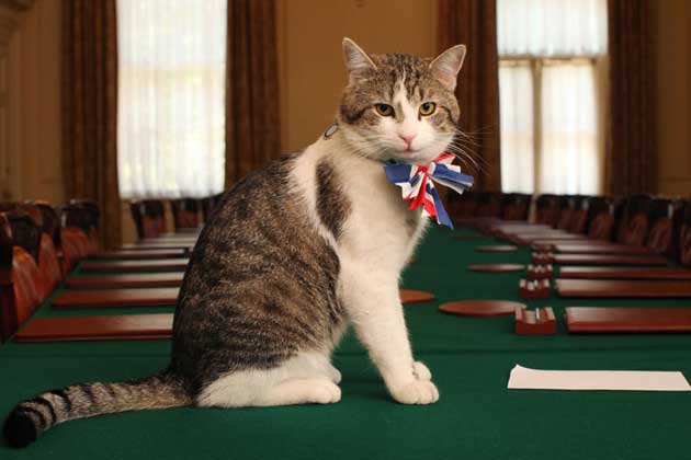 Larry, the current Chief Mouser to the Cabinet Office. Photo Credit