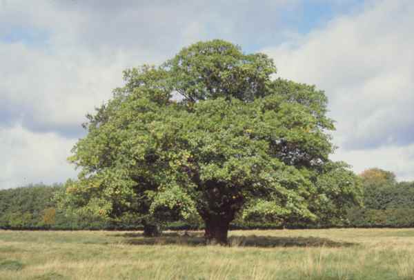 A Pedunculate oak.