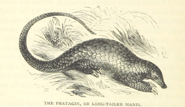 The image is taken from page 170 of ‘Great African Travellers from Mungo Park to Livingstone and Stanley, etc’. Photo credit