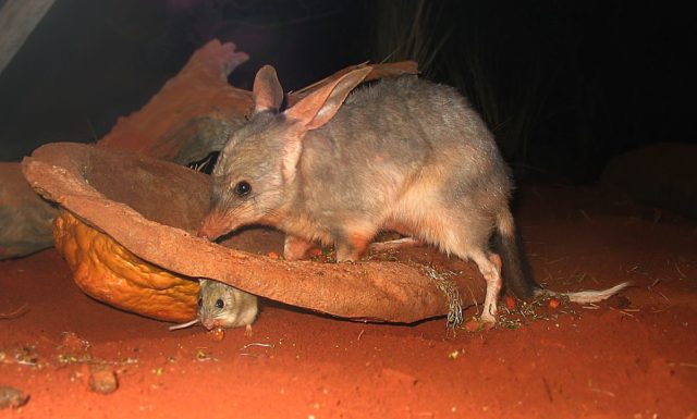 They both look adorable: A bilby and a Spinifex hopping mouse at Sydney Wildlife World, a zoo in Sydney  photo credit