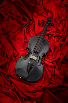 The violin Blackbird. Photo Credit