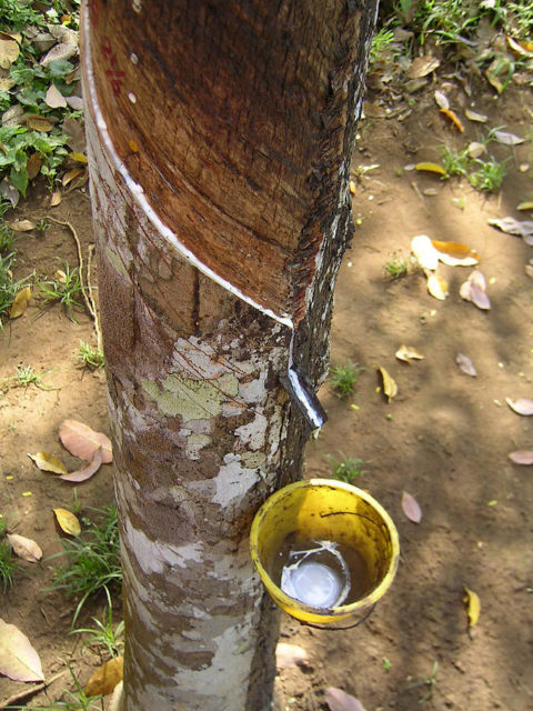 Photo illustrating the process of extraction of latex from a rubber tree