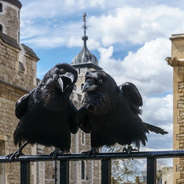 Jubilee and Munin, the youngest and the oldest raven of the Tower of London