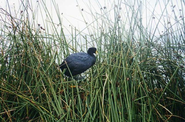 Andean coot among totora reeds. Photo credit
