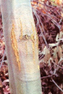 Chestnut infected by fungus. Cankers caused by the fungal infection cause the bark to split