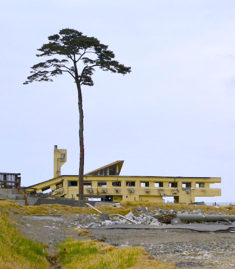 Photo of the Miracle Pine Tree next to the collapsed Rikuzentakata Youth Hostel. The pine tree was the sole survivor of about 70,000 pine trees in Takata-Matsubara locality. photo credit