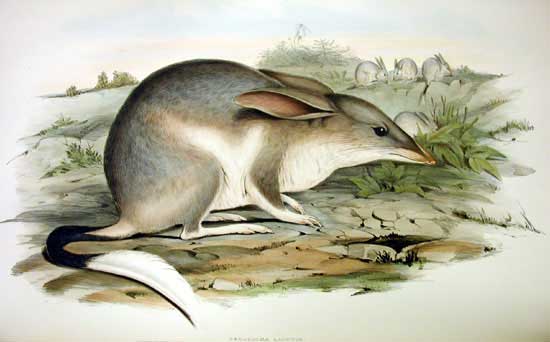 It looks similar to the rabbit, but the bilby is a different species. This is an illustration of a greater bilby by John Gould