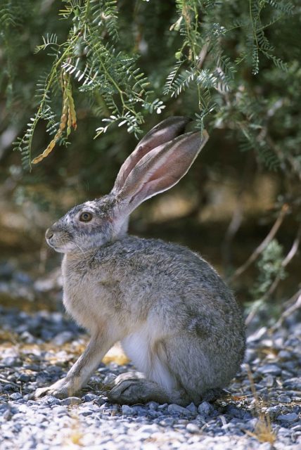 Many theories connect the hare as one of the Easter customs of Ostara