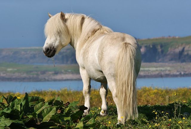 A Shetland pony grazing in Shetland. Photo Credit